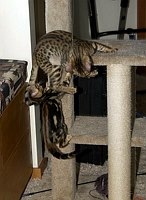 Lance and Trim at play.  